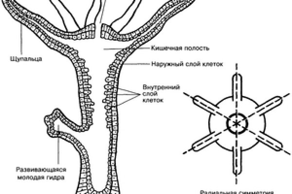 Кракен at